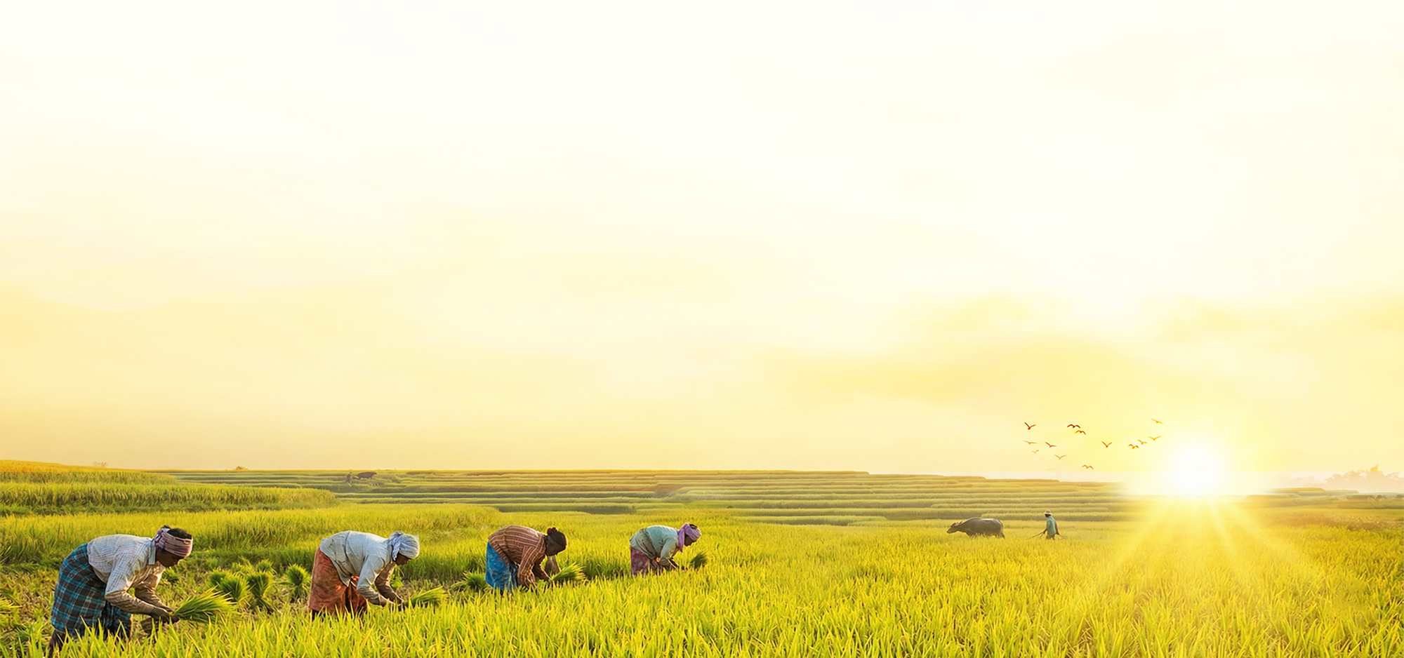 Kshetra Foods farmer support